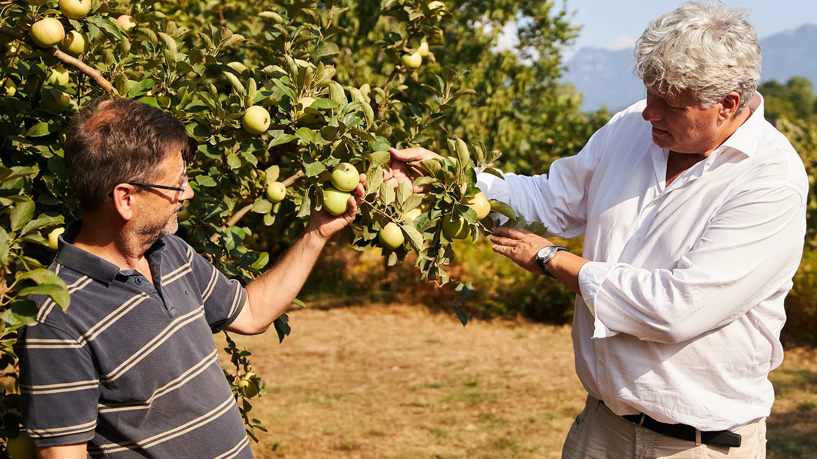 To mænd undersøger grønne æbler på et æbletræ i en solrig frugtplantage.